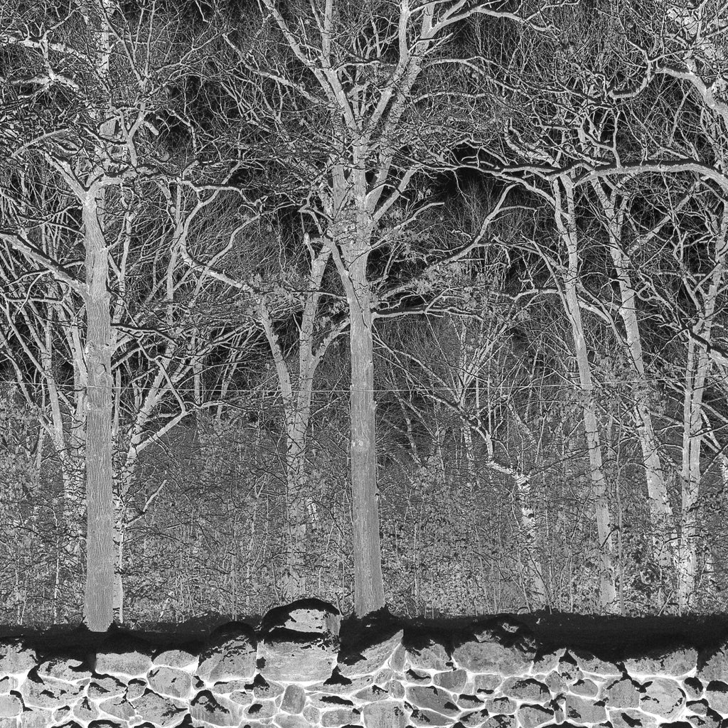 Pile - Sunshine and Balance Beams on limited colored vinyl