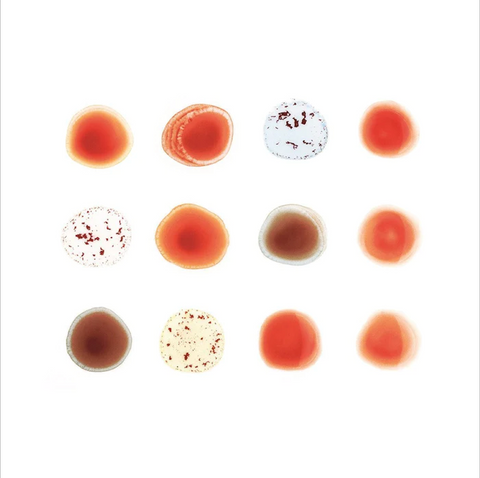 Peter Gabriel and friends - Scratch My Back / And I'll Scratch Yours - 2 LP best of